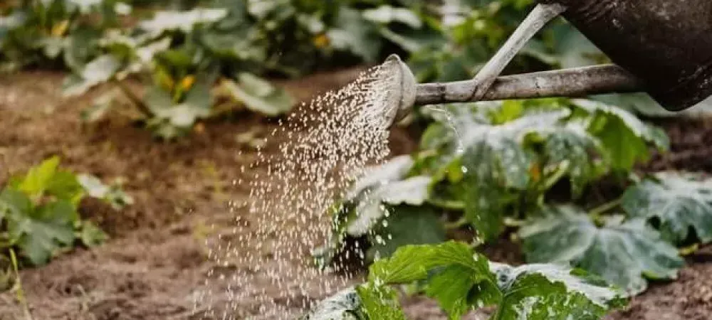 watering-your-lawn