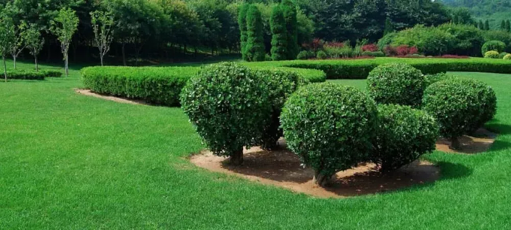 Trees and shrub in a yard